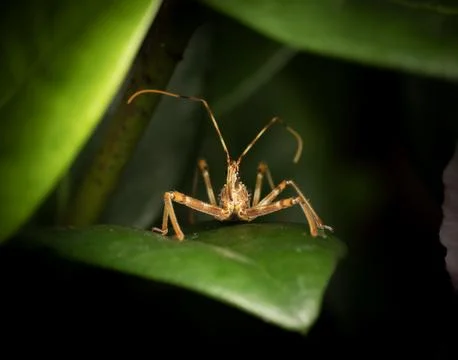 Common Assassin Bug Stock Photos