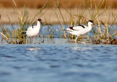 Common avocet Stock Photos
