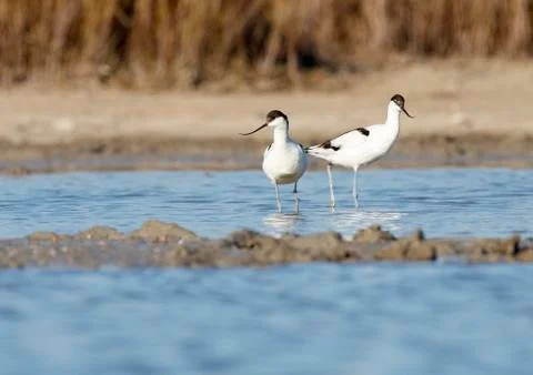 Common avocet Stock Photos