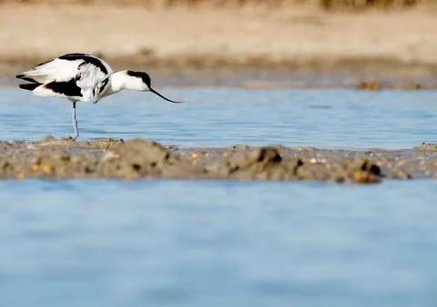 Common avocet Stock Photos