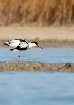 Common avocet Stock Photos