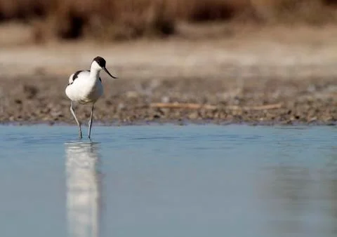 Common avocet Stock Photos