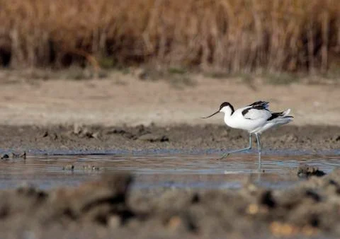Common avocet Stock Photos