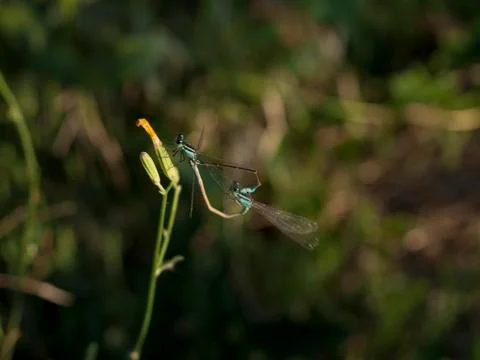 Common azure damselfly Foto stock