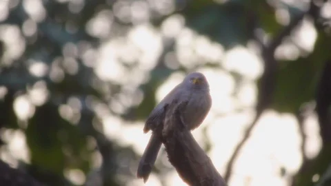 Common Babbler bird on tree flying in Gir forest Gujarat, India I Common Babbler Stock Footage 101434308