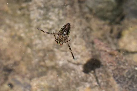 Common Backswimmer Stock Photos