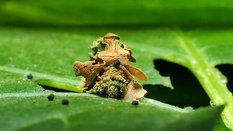 The Common Bag Moth, caterpillar larvae. Stock Footage 73196931