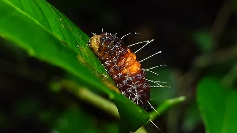 Common Bag Moth in tropical rain forest. Stock Footage 76683372