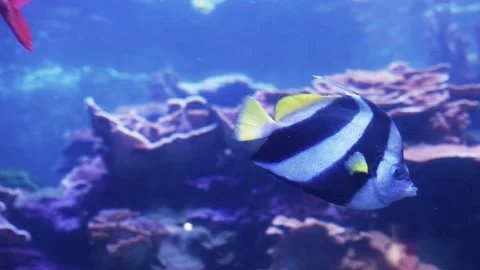 Common bannerfish 库存影片 345748498