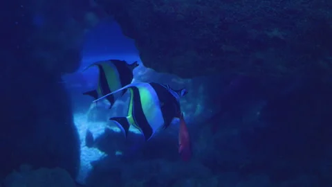 Common bannerfish Vídeo Stock 345749840