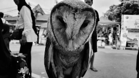 Common barn owl face Stock Photos