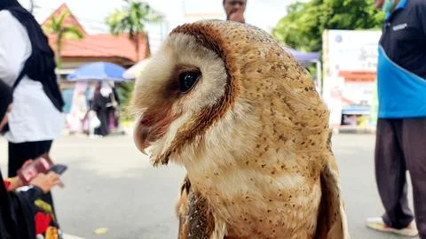Common barn owl face side face Stock Photos