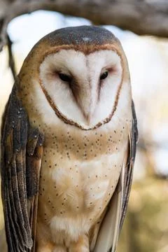Common Barn Owl perched on large tree branch looking down at ground Stock Photos