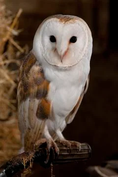 Common barn owl Stock Photos