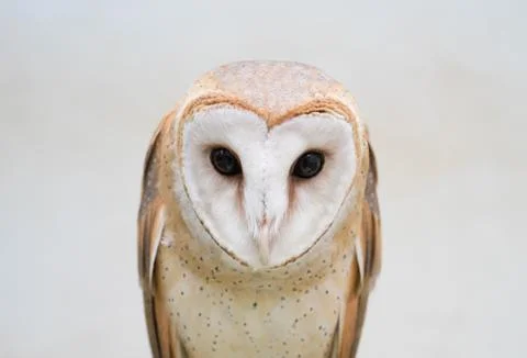 Common barn owl Stockfoto's