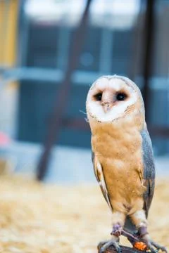 Common barn owl Photos