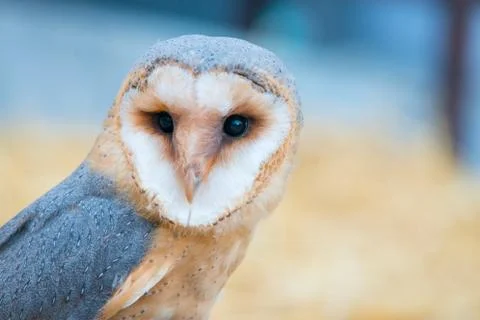 Common barn owl Fotos de archivo