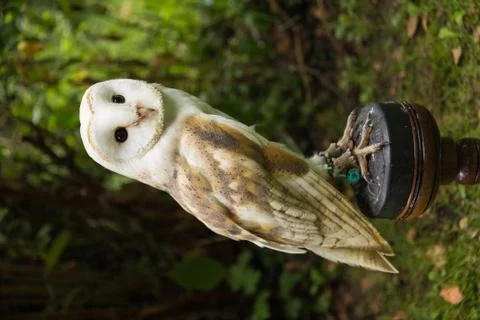 Common Barn owl Stock Photos