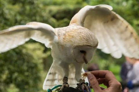 Common Barn owl Stock Photos