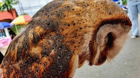 Common barn owl Stock Photos