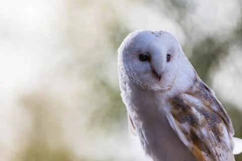 Common barn owl Stock Photos