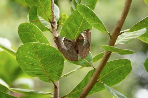 Common Baron resting on a leaf Stock Photos
