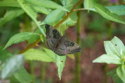 Common Baron resting on a leaf Stock Photos