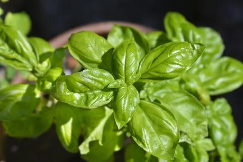 Common basil Stock Photos