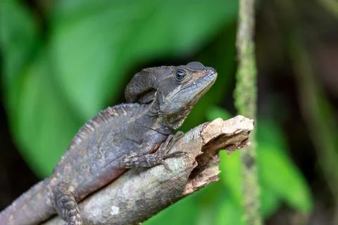 The common basilisk, Basiliscus basiliscus. La Fortuna Alajuela - Arenal, C.. Foto stock