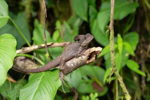 The common basilisk, Basiliscus basiliscus. La Fortuna Alajuela - Arenal, C.. Stock Photos