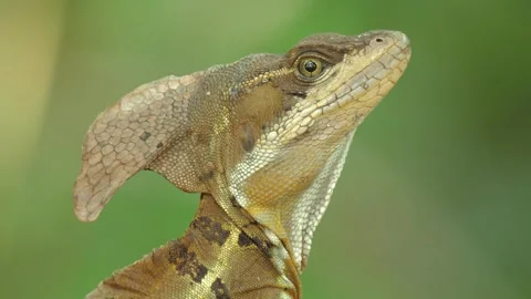 Common Basilisk Basiliscus basiliscus, A lizard sits calmly on a tree branch Video stock 323079498