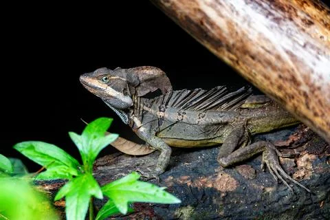 The common basilisk, Basiliscus basiliscus. Manuel Antonio National Park, C.. Stock Photos