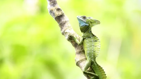 Common Basilisk Lizard (Jesus Christ Lizard) (Basiliscus basiliscus), Boca Stock Footage 118495327