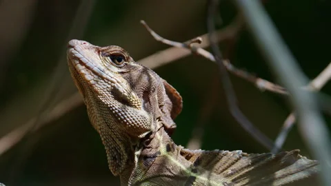 Common basilisk resting in the sun, closeup Stock Footage 288126309
