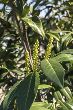 Common bay cherry (common bay cherry) over the bush with lots of flowers. Stock Photos