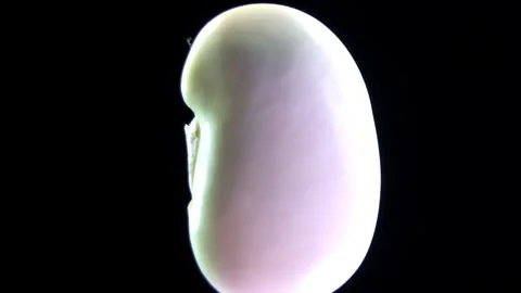 Common bean Phaseolus vulgaris, Macro of white bean isolated on black background Stock Footage 338126590