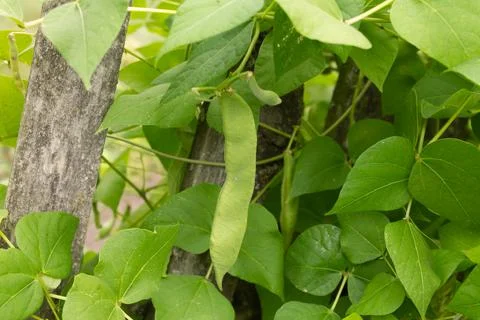 The common bean is a variety of the common bean (Phaseolus vulgaris). Green b Stock Photos