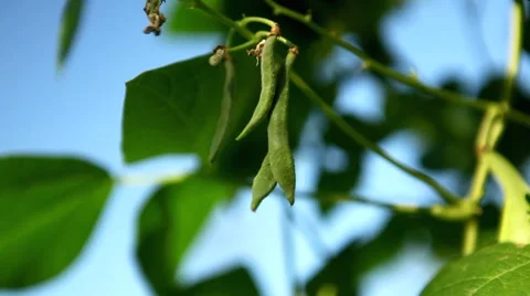 Common Bean, Vegetables BIO Farm, Ecological Farmer, Organic Horticulture Stock Footage 8522885
