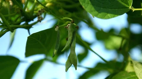 Common Bean, Vegetables BIO Farm, Ecological Farmer, Organic Horticulture Stock Footage 8522999