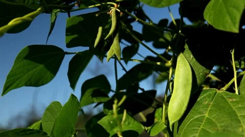 Common Bean, Vegetables BIO Farm, Ecological Farmer, Organic Horticulture Stock Footage 8523130