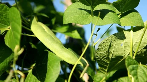 Common Bean, Vegetables BIO Farm, Ecological Farmer, Organic Horticulture 스톡 동영상 8523239