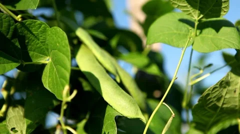 Common Bean, Vegetables BIO Farm, Ecological Farmer, Organic Horticulture 動画素材 8523577