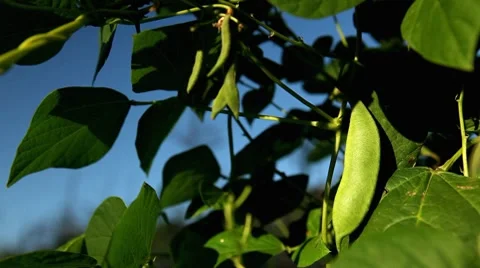 Common Bean, Vegetables BIO Farm, Ecological Farmer, Organic Horticulture 스톡 동영상 8523706