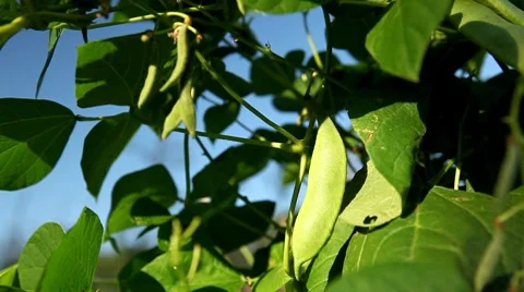 Common Bean, Vegetables BIO Farm, Ecological Farmer, Organic Horticulture Stock Footage 8523876