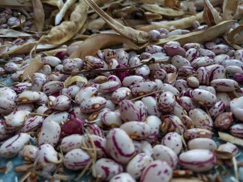 Common beans and dry open pods, healthy diet rich in protein, carbohydrates Stock Photos