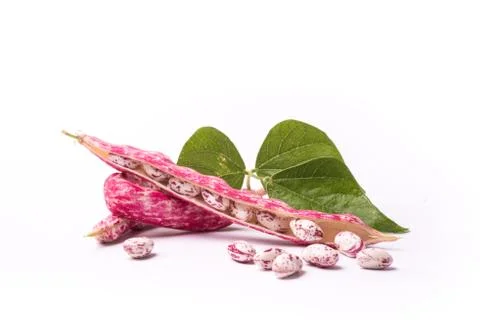 Common beans on white background Stock Photos