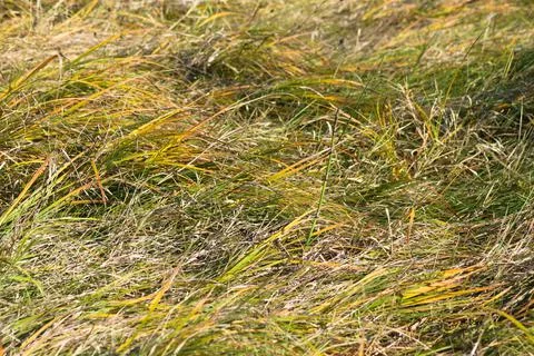 Common beargrass closeup view with selective focus on foreground Stock Photos