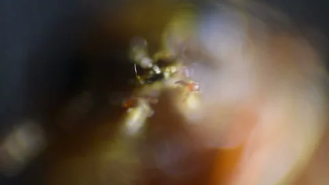 Common bed bug Cimex lectularius underside - permanent slide plate under high 스톡 동영상 98559733