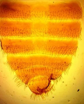 Common bed bug (Cimex lectularius) male abdomen apex - permanent slide plate Stock Illustration