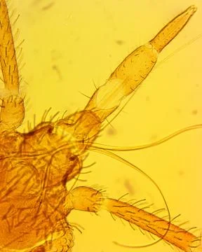 Common bed bug (Cimex lectularius) mouthparts - permanent slide plate under h Stock-Fotos